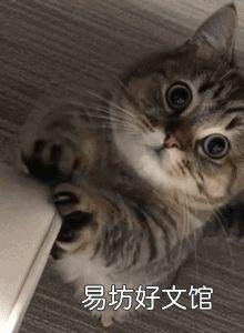 家猫和野猫有什么区别(家养的猫和野猫有什么区别)