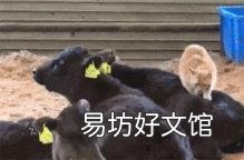 家猫和野猫有什么区别(家养的猫和野猫有什么区别)