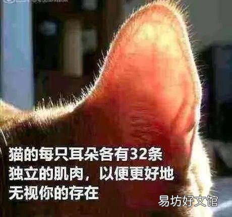 家猫和野猫有什么区别(家养的猫和野猫有什么区别)