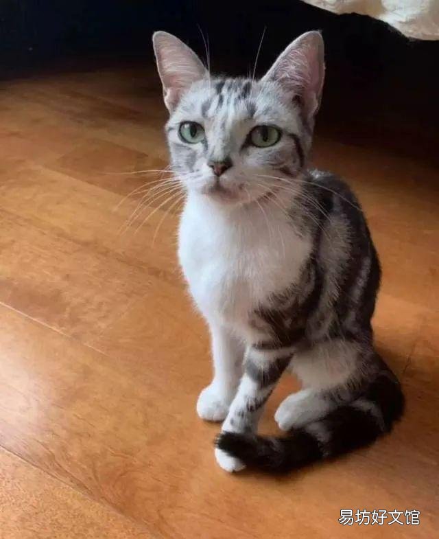 猫咪怎么才能养的肥(猫咪怎么养比较肥)