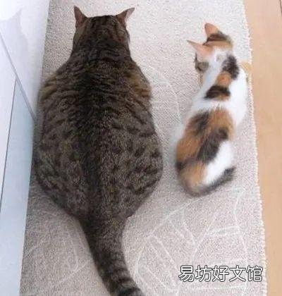 猫咪怎么才能养的肥(猫咪怎么养比较肥)