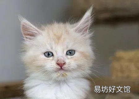 猫咪怎么才能养的肥(猫咪怎么养比较肥)