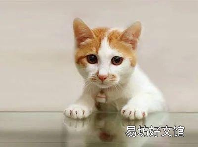 猫咪怎么才能养的肥(猫咪怎么养比较肥)