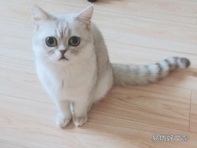 猫咪怎么才能养的肥(猫咪怎么养比较肥)