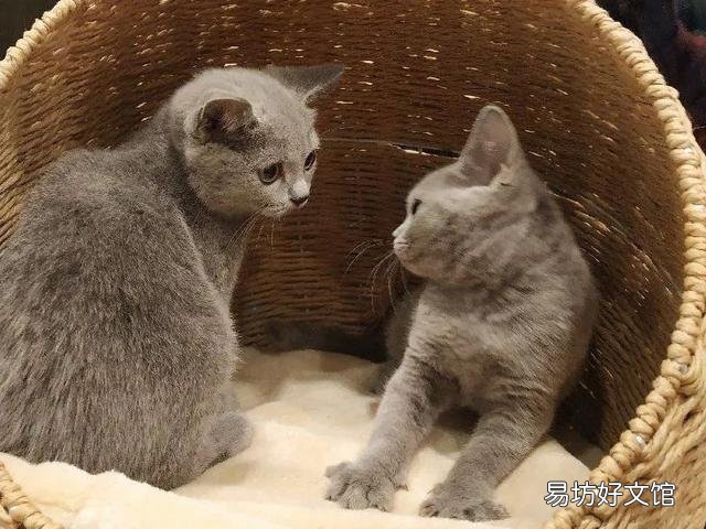 猫咪怎么才能养的肥(猫咪怎么养比较肥)
