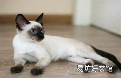 猫咪怎么才能养的肥(猫咪怎么养比较肥)