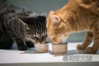 猫咪怎么才能养的肥(猫咪怎么养比较肥)