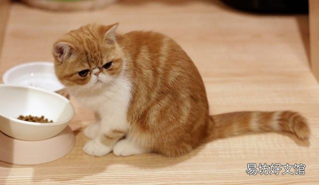 异国短毛猫是什么品种(异国短毛猫有哪些品种)