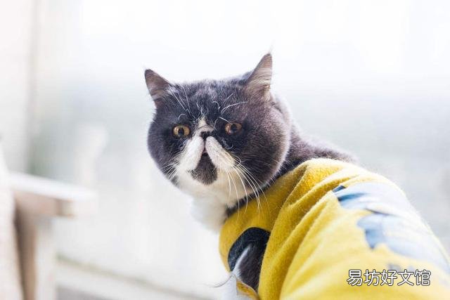 异国短毛猫是什么品种(异国短毛猫有哪些品种)