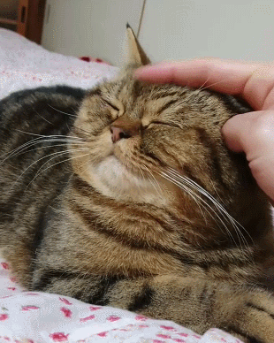 异国短毛猫是什么品种(异国短毛猫有哪些品种)