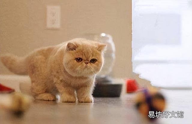 异国短毛猫是什么品种(异国短毛猫有哪些品种)
