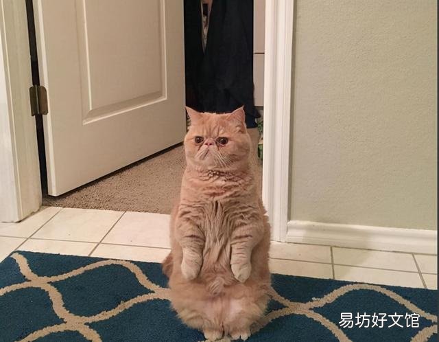 异国短毛猫是什么品种(异国短毛猫有哪些品种)