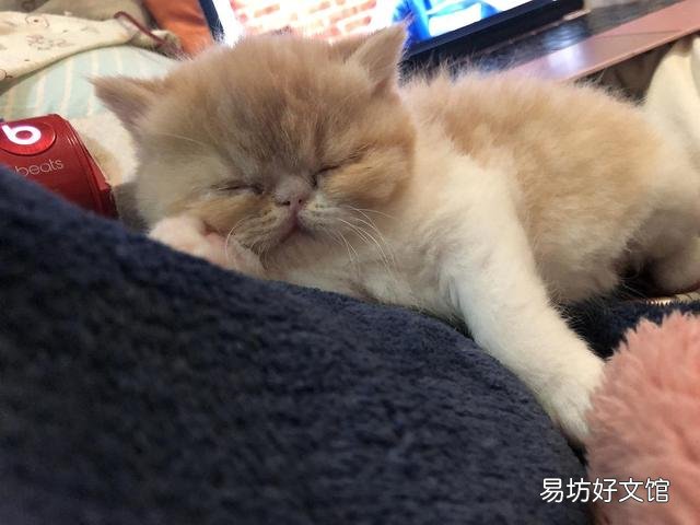 异国短毛猫是什么品种(异国短毛猫有哪些品种)