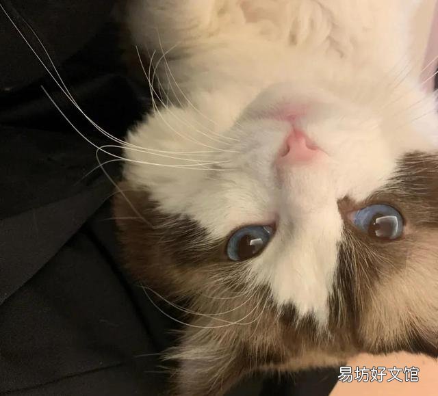 有诱食剂的猫粮能吃吗(猫经常吃带诱食剂的猫粮会怎么样)