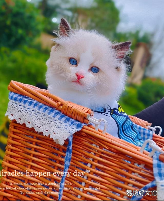 有诱食剂的猫粮能吃吗(猫经常吃带诱食剂的猫粮会怎么样)