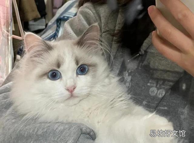 有诱食剂的猫粮能吃吗(猫经常吃带诱食剂的猫粮会怎么样)
