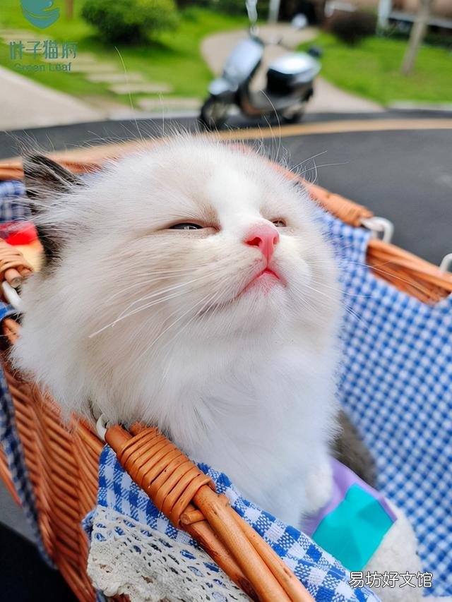 有诱食剂的猫粮能吃吗(猫经常吃带诱食剂的猫粮会怎么样)
