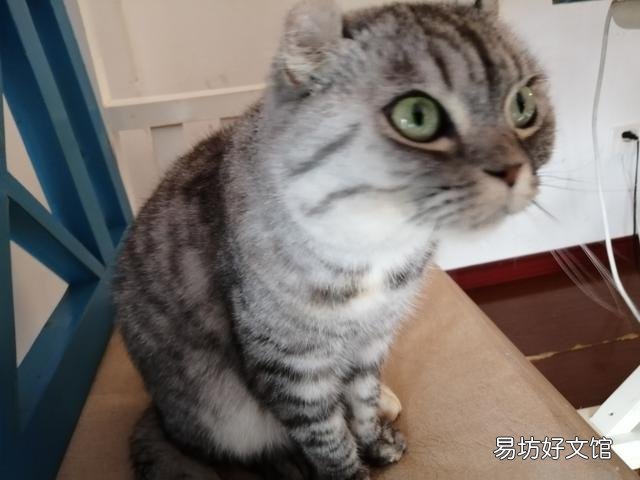 带猫咪出门玩要注意什么(带猫咪出门需要注意什么)