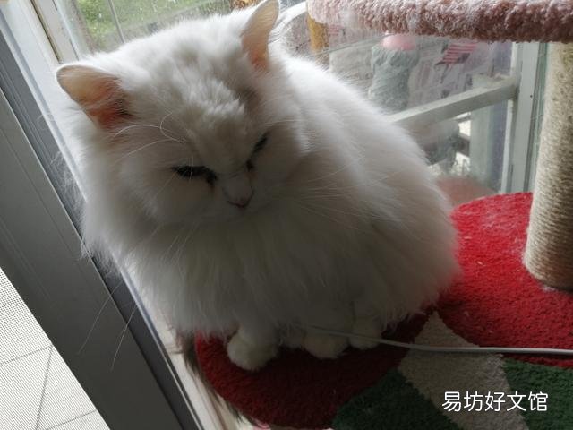 带猫咪出门玩要注意什么(带猫咪出门需要注意什么)