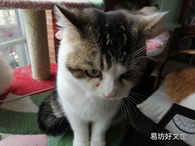 带猫咪出门玩要注意什么(带猫咪出门需要注意什么)