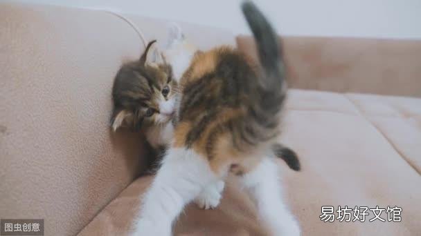 猫咪之间老打架怎么办(猫咪老是打架怎么办)