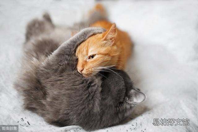 猫咪之间老打架怎么办(猫咪老是打架怎么办)
