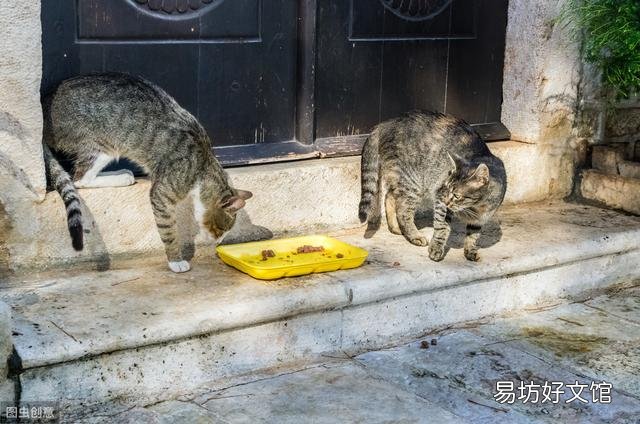 猫咪之间老打架怎么办(猫咪老是打架怎么办)