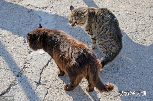 猫咪之间老打架怎么办(猫咪老是打架怎么办)