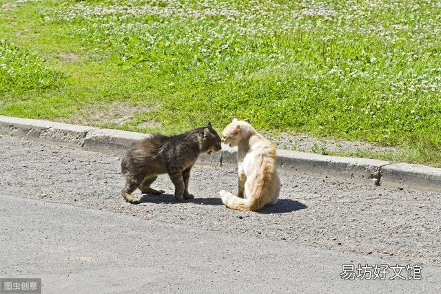 猫咪之间老打架怎么办(猫咪老是打架怎么办)