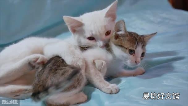 猫咪之间老打架怎么办(猫咪老是打架怎么办)