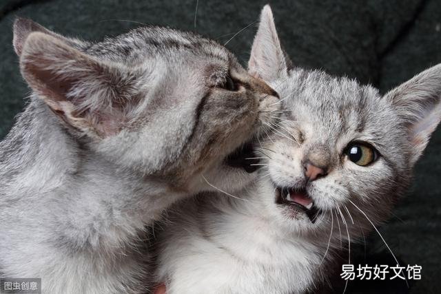 猫咪之间老打架怎么办(猫咪老是打架怎么办)