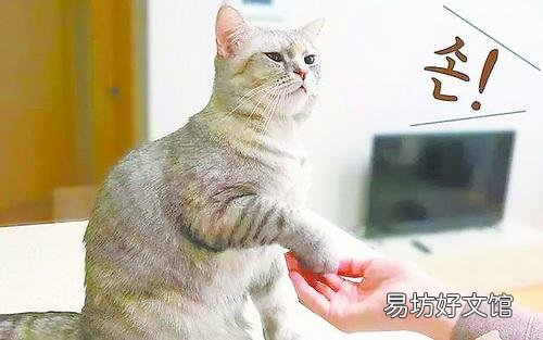 如何教会猫咪握手(如何教会猫咪握手姿势)