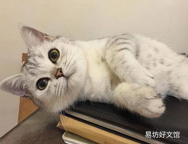 猫为什么不服从命令(猫不听命令)