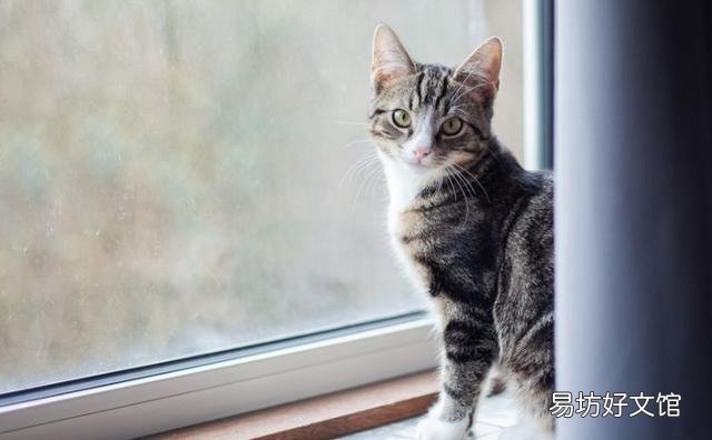 猫为什么不服从命令(猫不听命令)