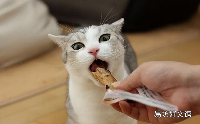 猫为什么不服从命令(猫不听命令)