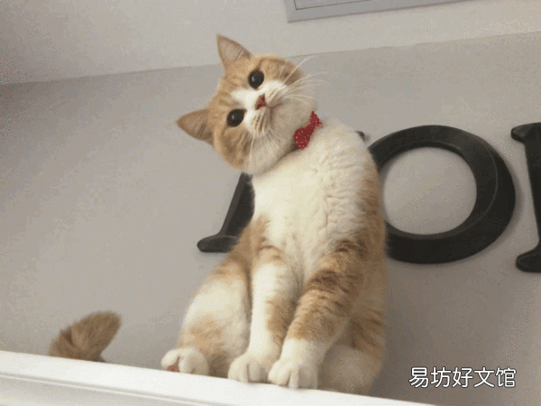 猫为什么不服从命令(猫不听命令)