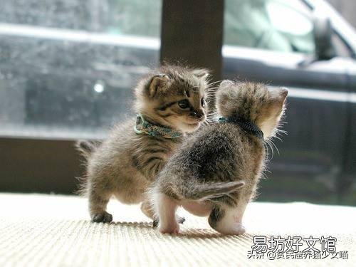 母猫刚生下小猫没有奶水怎么办(刚生产的母猫没有奶水怎么办)