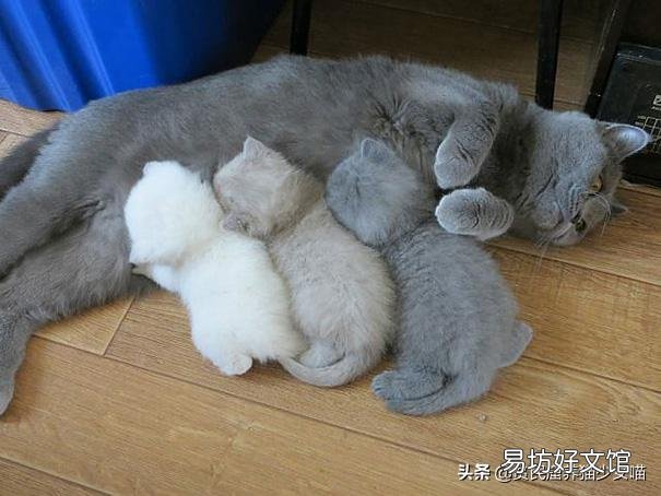 母猫刚生下小猫没有奶水怎么办(刚生产的母猫没有奶水怎么办)