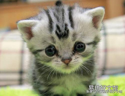 母猫刚生下小猫没有奶水怎么办(刚生产的母猫没有奶水怎么办)