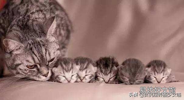 母猫刚生下小猫没有奶水怎么办(刚生产的母猫没有奶水怎么办)