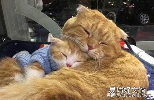 母猫刚生下小猫没有奶水怎么办(刚生产的母猫没有奶水怎么办)