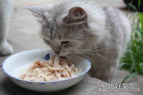 母猫刚生下小猫没有奶水怎么办(刚生产的母猫没有奶水怎么办)
