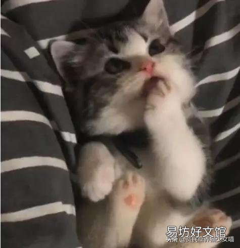 母猫刚生下小猫没有奶水怎么办(刚生产的母猫没有奶水怎么办)