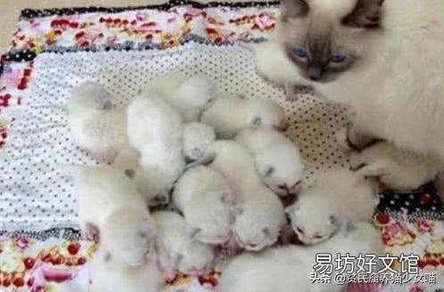 母猫刚生下小猫没有奶水怎么办(刚生产的母猫没有奶水怎么办)