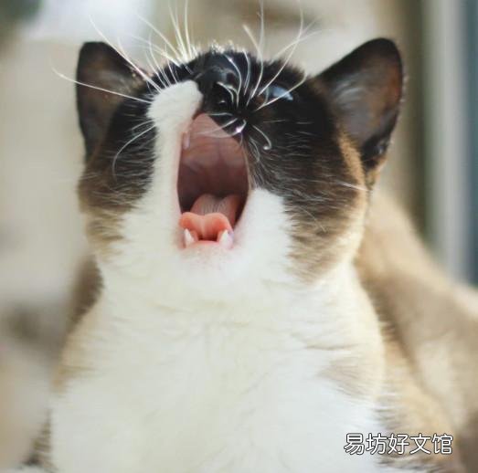 貓怕吸塵器聲音怎么辦(貓怕吸塵器聲音嗎)