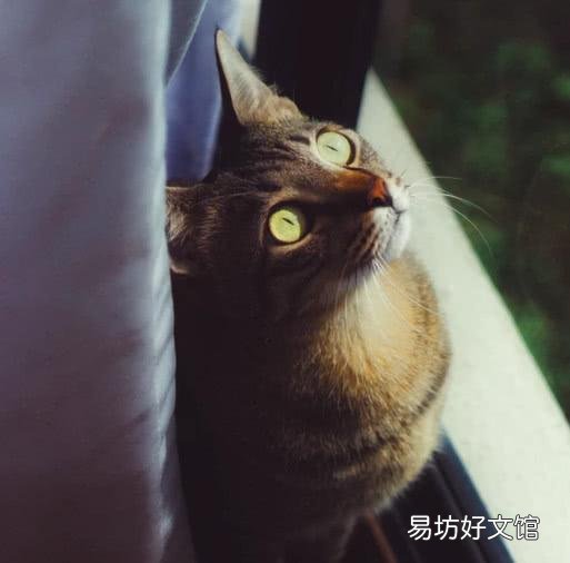 貓怕吸塵器聲音怎么辦(貓怕吸塵器聲音嗎)