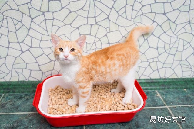 幼猫拉肚子吃什么药见效快(小猫拉肚吃什么药好)
