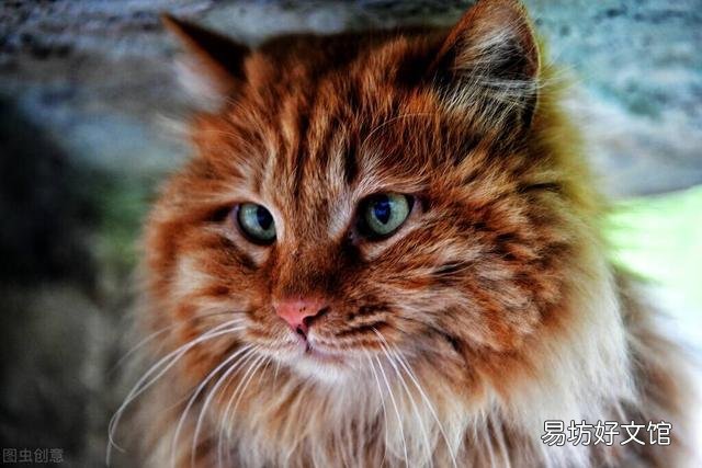 科学喂养猫一天几顿(猫需要一天喂几顿)
