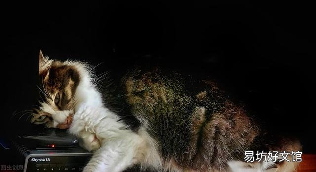 科学喂养猫一天几顿(猫需要一天喂几顿)