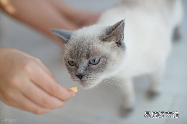 科学喂养猫一天几顿(猫需要一天喂几顿)